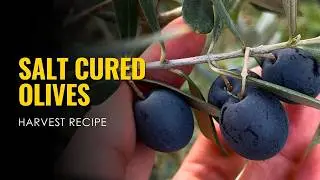 Salt-Cured Black Olives | ASMR Harvest Recipes