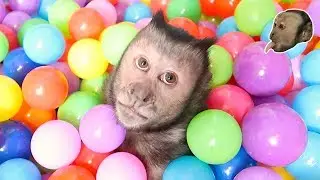 Monkey Ball Pit FUN!