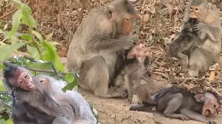 P.o.o.r baby monkey Elon, What's w.rong baby monkey? Emila to seem n.o.t love baby