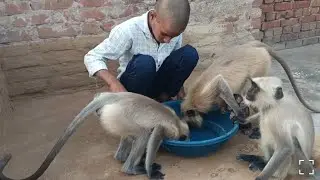 Monkey comedy long video//viral funny monkey video