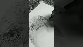 realistic eagle sketch#drawing#shorts#youtubeshorts#sketch&lrm;@mdsameerarts786&nbsp;&lrm;@SouravjoshiArtslike