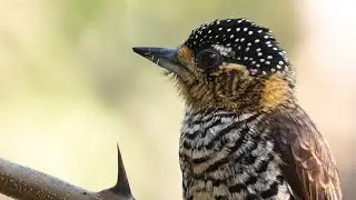 OCHRE-COLLARED PICULET / PICAPAUZINHO-DE-COLEIRA - 60fps Slow Motion