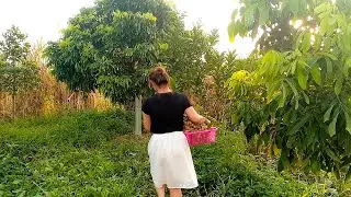 a longan harvest session single mom daily life