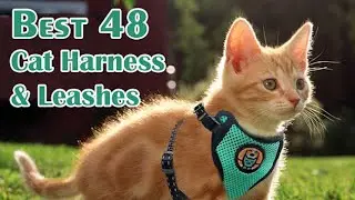 Ultimate Adventure Kitty Harness: Escape-Proof Cat Harness and Leash for Walking