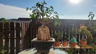 Ficus Benjamina bonsai tree growing on the rock