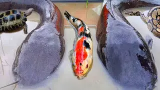Menangkap ikan lele raksasa dalam lubang ada ikan hias, ikan gabus, belut, kelomang dan kura kura