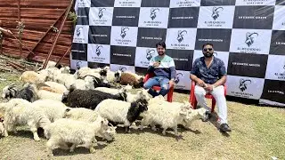 Exotic Goat Kids at Al Muqaddas Goat Farm Pune