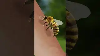 &iquest;Por qu&eacute; las 🐝 mueren al picar🤔 ?