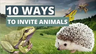 How To Invite Animals To Your Garden
