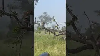 After mating, Female Leopard Behavior: Insights from Mating Patterns #lovers #animallover 💋❤😍