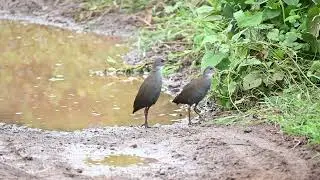 Brown Crake Calling