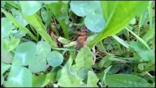 Pepsid Wasp vs  BIG Spider