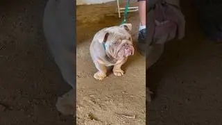 One of the hardest English Bulldogs I&rsquo;ve seen #cbkennels #dogshorts #dogshow #doglovers #dogs