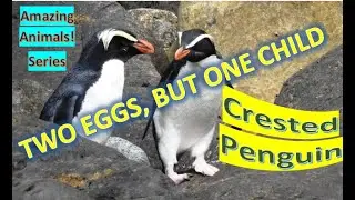 Crested Penguin facts  🐧 black and white penguins with yellow crests, red bills and eyes