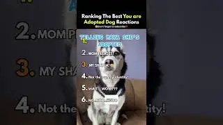 Ranking The Best You are Adopted Dog Reactions