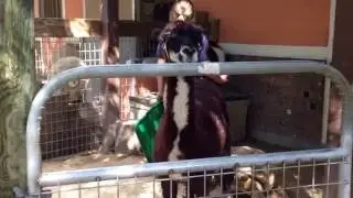 Goat Talking Back To Zookeeper