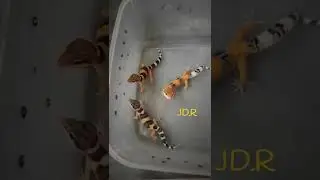babys leopard Gecko #emerine