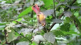 The Bugun liocichla pride of Eaglenest wildlife sanctuary