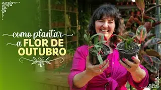 REVELADO! Como cuidar da FLOR DE OUTUBRO - O guia completo