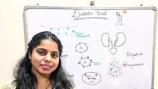 Diabetic thirst | Polydipsia | Polyuria | Glucosuria | Diabetes | Role of insulin