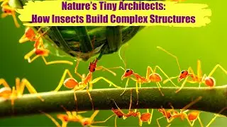 Nature&rsquo;s Tiny Architects: How Insects Build Complex Structures