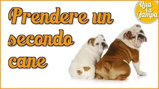 Prendere un secondo cane: a cosa fare attenzione? | Qua la Zampa