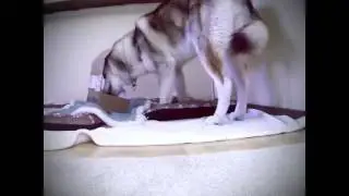 Jax Unboxing the September BarkBox