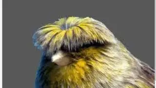 Canary eating lettuce