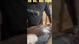 Big bochafish #bigfish