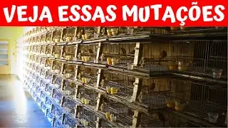 VEJA CANÁRIOS DA MUTAÇÃO PASTEL E MOGNO Dr. Marcelo Maluf