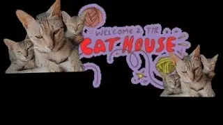 cat house 😻🏠 is live