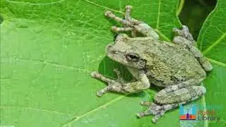 Know Your Local Species - Frogs