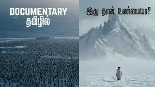 உலகையே உலுக்கிய அந்த ஒற்றை பென்குயின்! - ஏன் சாவைத் தேடிச் சென்றது?  | penguin depressed