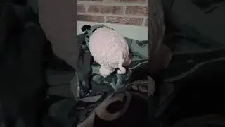 Amerikan Mimi (Uusi possu😍😍) #shorts #shortvideo #viral #pigfeed #pig