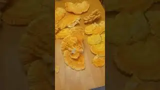Foraging mushroomd