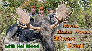 NICE BULL! A North Maine Woods moose hunt with Hal Blood