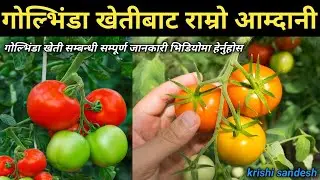 राम्रो आम्दानी गर्न गोलभेडा खेती || Tomato farming for good income #krishi_sandesh #कृषि_सन्देश