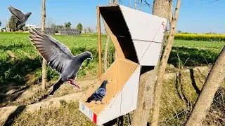 Birds Traps Ideas | How To Make Pigeon Traps #Birdstraos #Traps #Pigeontraps