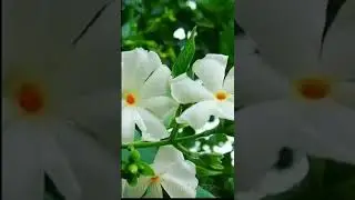 Do you know the secret of Parijatam leaf juice? Then watch this video | #shorts #trending #viral