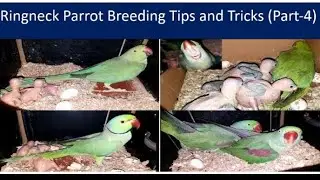 Ringneck Parrot Breeding Tips & Tricks Part 4 | Common Problems & Successful Breeding Guide