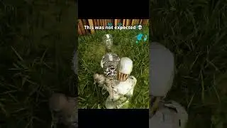Pvp aint easy #arktoons #arksurvivalascended