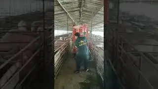 Pig restraint equipment Breeding automatic feeding tricycle#pigment #breeder #pig