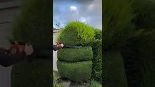 Sharp Garden Borders and Smooth Lawn Edge Trimming Transformation 🌿 | #lawncare #trimming