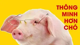 Top 7 Most Intelligent Animals on Earth &ndash; The Shocking Truth About Animal Intelligence