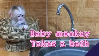 Baby monkey takes a bath# cute baby monkey