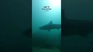When she says ocean eyes 💙 #marinebiologist #marinebiology #marineanimals #oceaneyes #oceanlife