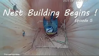 5_First Nesting Material ! / Blue tits begin nesting - Blue tits Nesting 02/04/2020 - Episode 5