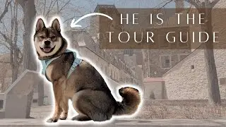 VLOG ☀️🐕 SHIBA INU visits QUEBEC CITY