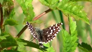 Grizzled Skipper Butterfly