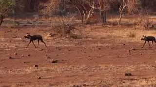 Following a pack of African Wild Dogs (part 1)